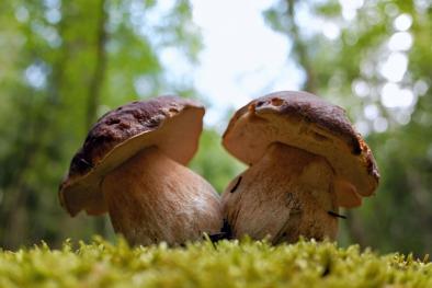 Immagine con due funghi