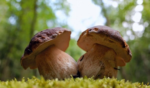 funghi porcini